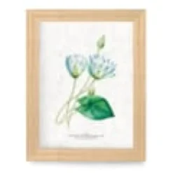 Affiche à planter a4 - lotus bleu