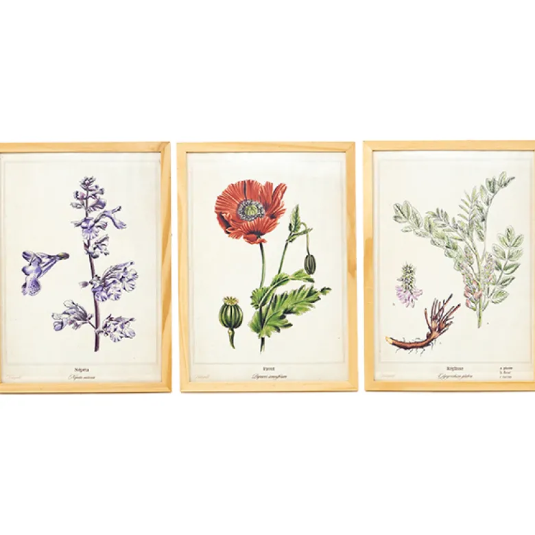 3 affiches plantes médicinales a4