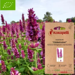 Agastache globetrotter- graines bio à semer
