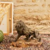 Alix, le lion en céramique fagotto n°979