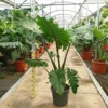 Alocasia portodora 25 l- 125-150 cm