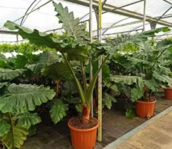 Alocasia portodora 25 l- 125-150 cm