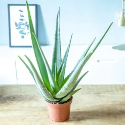 Aloe vera + cache-pot d14