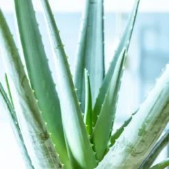 Aloe vera + cache-pot d14