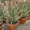 Aloe vera 25 l 80-100 cm