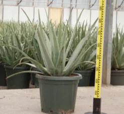 Aloe vera 25 l 80-100 cm