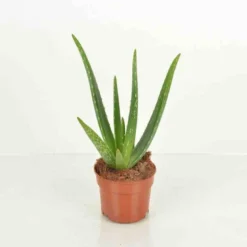 Aloe vera 25 l 80-100 cm