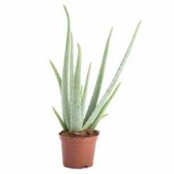 Aloe vera 25 l 80-100 cm