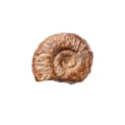 Ammonite