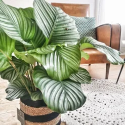 Anna calathea orbifolia et son cache pot