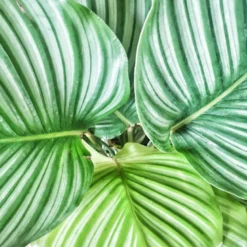 Anna calathea orbifolia et son cache pot