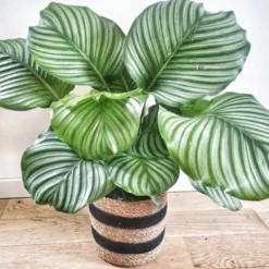 Anna calathea orbifolia et son cache pot