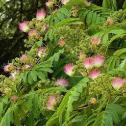 Arbre de soie - albizia julibrissin 'ombrella' - 40-50 cm pot