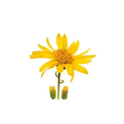 Arnica - macérât huileux bio 100ml