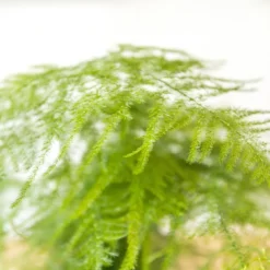 Aspargus plumosus avec cache-pot