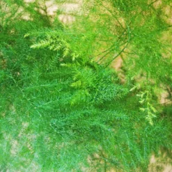 Aspargus plumosus sans cache-pot