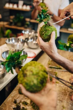 Atelier - kokedama - bordeaux