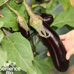 Aubergine de barbentane bio