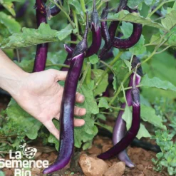Aubergine japanese pickling bio