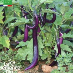 Aubergine japanese pickling bio