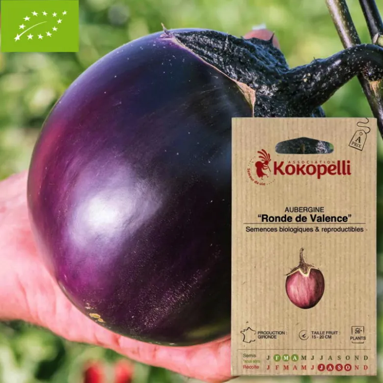 Aubergine ronde de valence- graines bio à semer