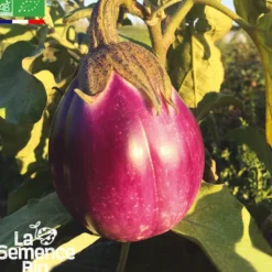 Aubergine rotonda bianca sfumata di rosa
