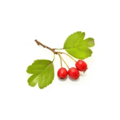 Aubépine bio - 15ml (crataegus laevigata) – macérat concentré de bourgeons frais 15