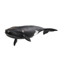 14878 baleine de l'atlantique