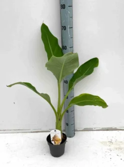 Bananier lotus d'or 14 l 100-120 cm