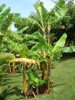 Bananier musa gran nain 7 l 60-80 cm