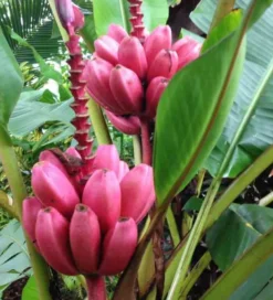 Bananier musa velutina 6 l -60-80 cm