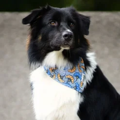 Bandana le wax bleu - taille l