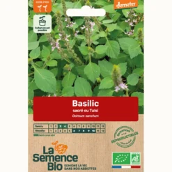 Basilic tulsi - graines bio