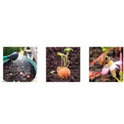 Billes graines de fleurs bio à planter