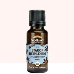 Biofloral - 29 star of bethlehem, étoile de bethléem - bio
