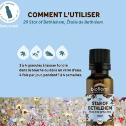 Biofloral - 29 star of bethlehem, étoile de bethléem - bio