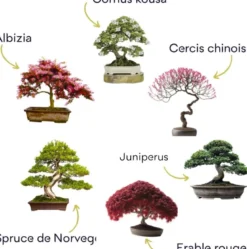 Bonsai premium - kit complet