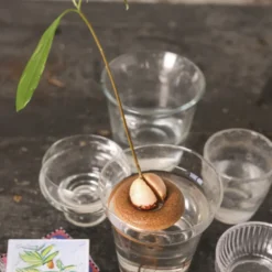 Bouée de germination pour avocat