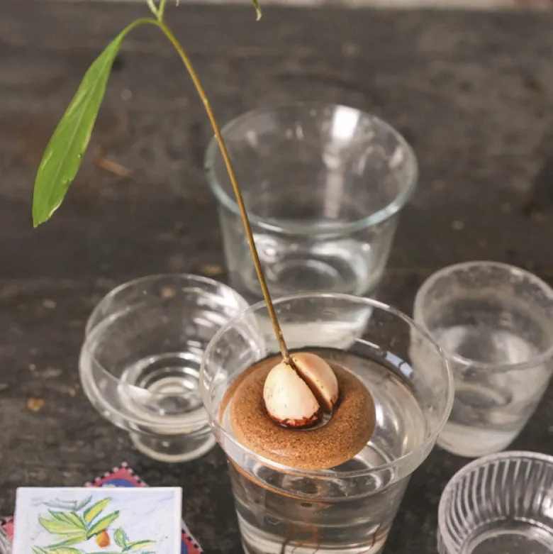 Bouée de germination pour avocat
