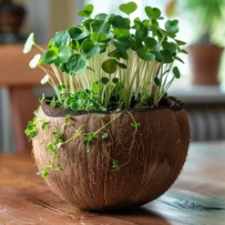 Bougie qui devient plante fleurcerisier