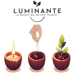 Bougie qui devient plante verveine