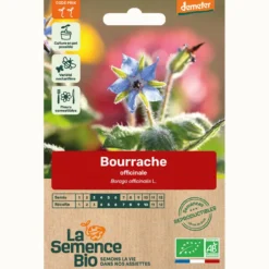 Bourrache officinale bio