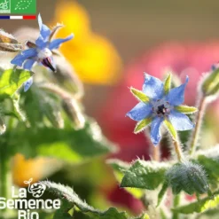 Bourrache officinale bio