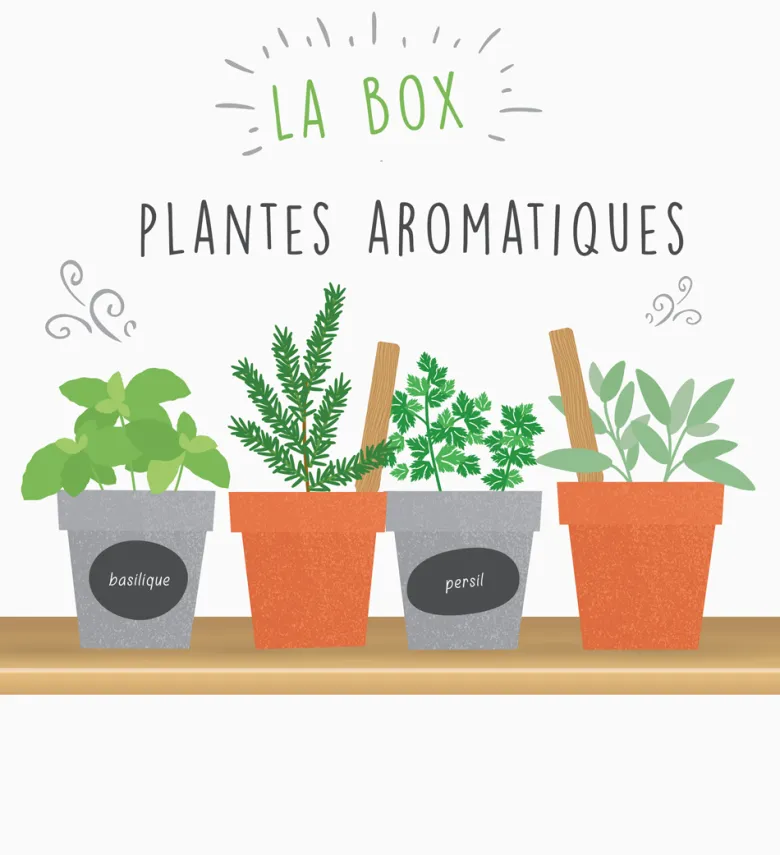 Box graines de plantes aromatiques