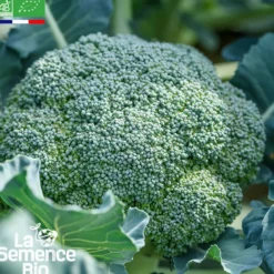 Brocoli calabrais hâtif bio