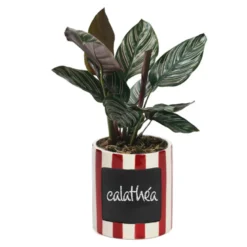 Cache pot rayé et sa plante