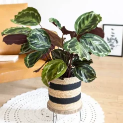 Calathéa médaillon, plante dépolluante