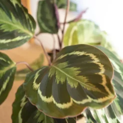 Calathéa médaillon, plante dépolluante