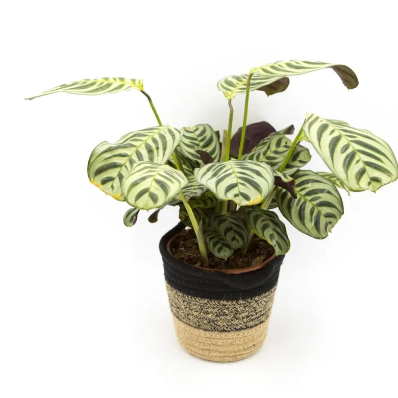 Calathea amabilis sans cache-pot