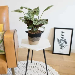 Calathea amabilis sans cache-pot